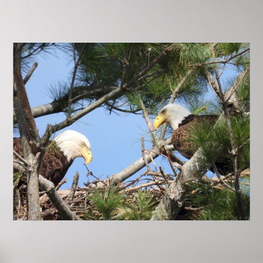 Bald Eagle Pair neigt naar nest Poster (Voorkant)