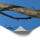 Bald Eagle Pair Poster (Hoek)