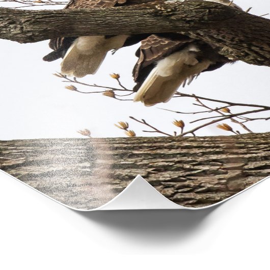 Bald Eagle Pair, samengeperst Foto Afdruk (Hoek)