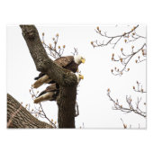 Bald Eagle Pair, samengeperst Foto Afdruk (Voorkant)