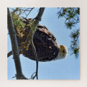 Bald Eagle Perch - 20x20 - 676 pcs. Legpuzzel (Horizontaal)