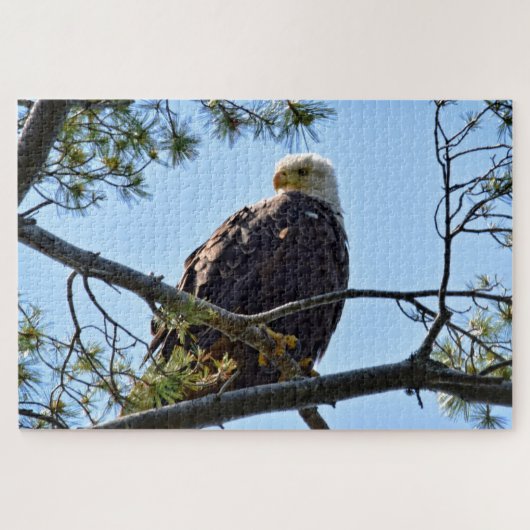 Bald Eagle Perch - 20x30 - 1014 pcs. Legpuzzel (Horizontaal)