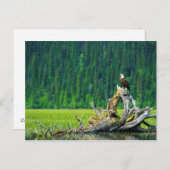 Bald Eagle Perched on Branch Briefkaart (Voorkant / Achterkant)