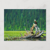 Bald Eagle Perched on Branch Briefkaart (Voorkant)