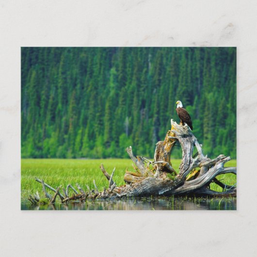 Bald Eagle Perched on Branch Briefkaart (Voorkant)