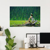 Bald Eagle Perched on Branch Poster (Thuiskantoor)