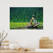 Bald Eagle Perched on Branch Poster (Keuken)