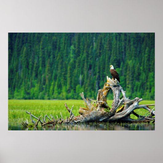 Bald Eagle Perched on Branch Poster (Voorkant)