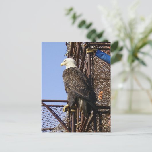 Bald Eagle Perched on Crab Pots Briefkaart (Staand voorkant)