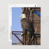 Bald Eagle Perched on Crab Pots Briefkaart (Voorkant / Achterkant)