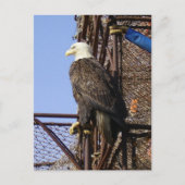 Bald Eagle Perched on Crab Pots Briefkaart (Voorkant)