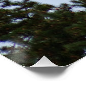 Bald Eagle Perfect Poster (Hoek)