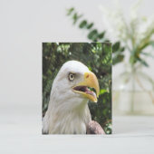 Bald Eagle Photo Briefkaart (Staand voorkant)