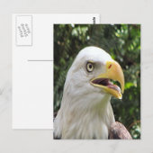 Bald Eagle Photo Briefkaart (Voorkant / Achterkant)