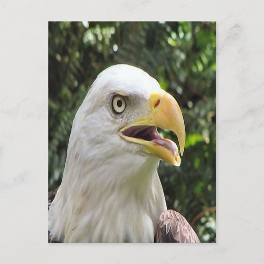 Bald Eagle Photo Briefkaart (Voorkant)