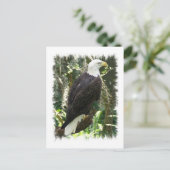Bald Eagle Photo Briefkaart (Staand voorkant)