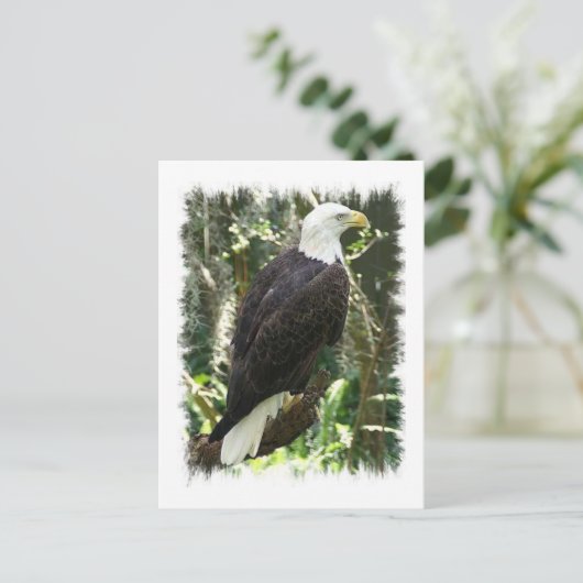 Bald Eagle Photo Briefkaart (Staand voorkant)