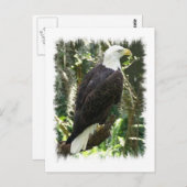 Bald Eagle Photo Briefkaart (Voorkant / Achterkant)