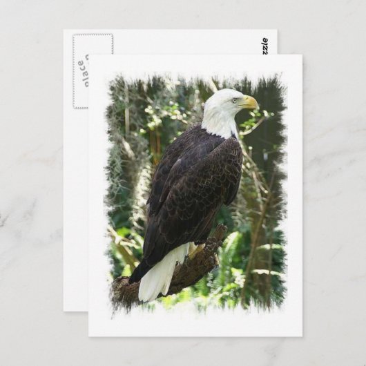 Bald Eagle Photo Briefkaart (Voorkant / Achterkant)