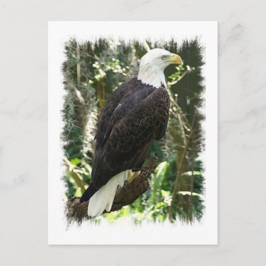 Bald Eagle Photo Briefkaart (Voorkant)