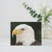 Bald Eagle Photo Briefkaart (Staand voorkant)