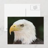 Bald Eagle Photo Briefkaart (Voorkant / Achterkant)