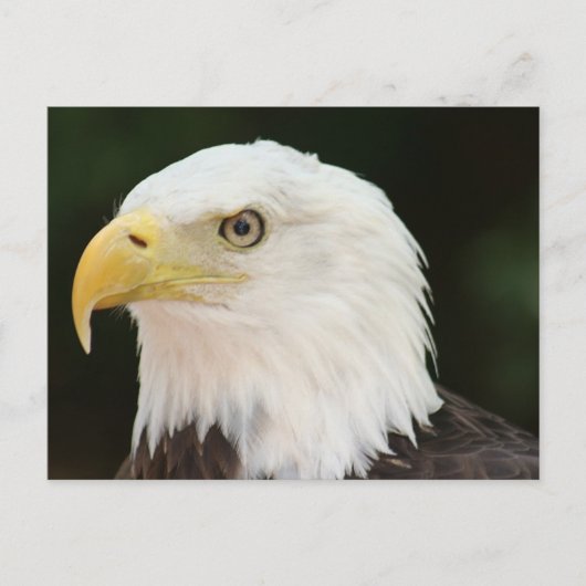 Bald Eagle Photo Briefkaart (Voorkant)