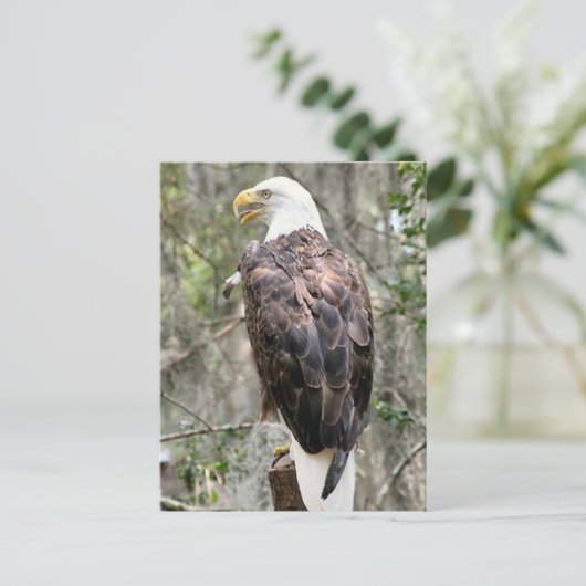 Bald Eagle Photo Briefkaart (Staand voorkant)