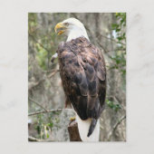 Bald Eagle Photo Briefkaart (Voorkant)