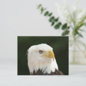 Bald Eagle Photo Briefkaart (Staand voorkant)