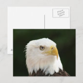 Bald Eagle Photo Briefkaart (Voorkant / Achterkant)
