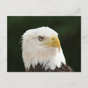 Bald Eagle Photo Briefkaart