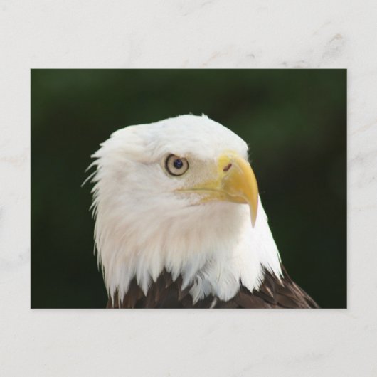 Bald Eagle Photo Briefkaart (Voorkant)