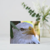Bald Eagle Photo Briefkaart (Staand voorkant)