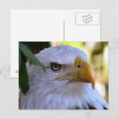 Bald Eagle Photo Briefkaart (Voorkant / Achterkant)