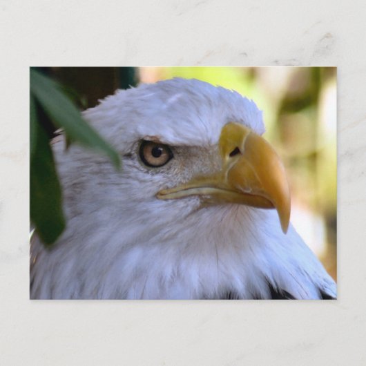 Bald Eagle Photo Briefkaart (Voorkant)