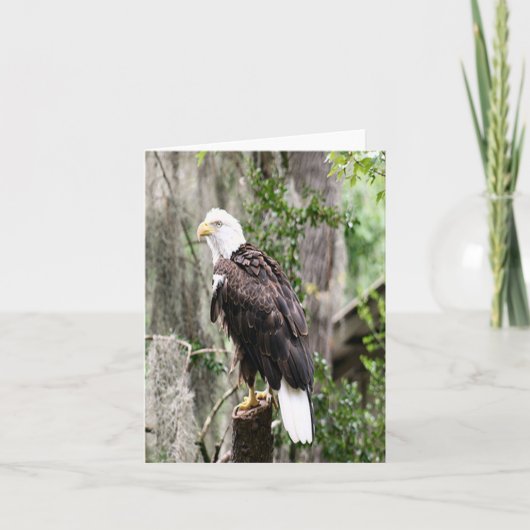 Bald Eagle Photo Folded Note Kaart (Voorkant)
