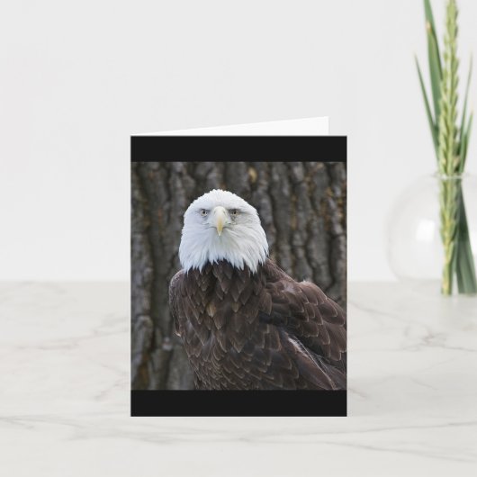 Bald Eagle Photo Folded Note Kaart (Voorkant)