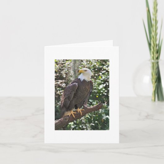 Bald Eagle Photo Folded Note Kaart (Voorkant)