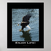 Bald Eagle Photo Poster (Voorkant)