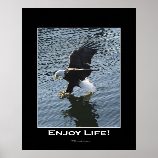 Bald Eagle Photo Poster (Voorkant)