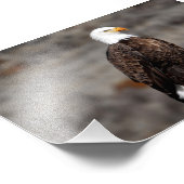 Bald Eagle Photo Print Foto Afdruk (Hoek)