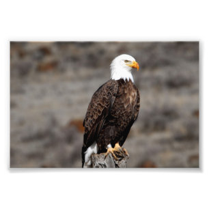 Bald Eagle Photo Print Foto Afdruk