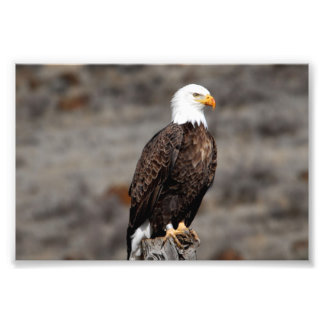 Bald Eagle Photo Print Foto Afdruk