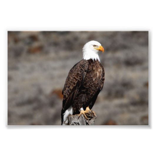 Bald Eagle Photo Print Foto Afdruk (Voorkant)