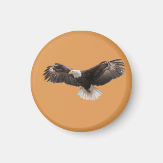 bald eagle pin , commonly sold as magneet