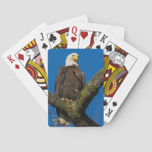 Bald Eagle Pokerkaarten