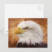 Bald Eagle Portrait Briefkaart (Voorkant / Achterkant)