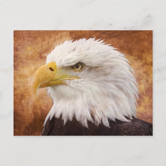 Bald Eagle Portrait Briefkaart (Voorkant)