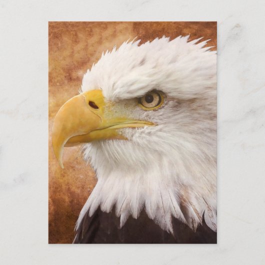 Bald Eagle Portrait Briefkaart (Voorkant)